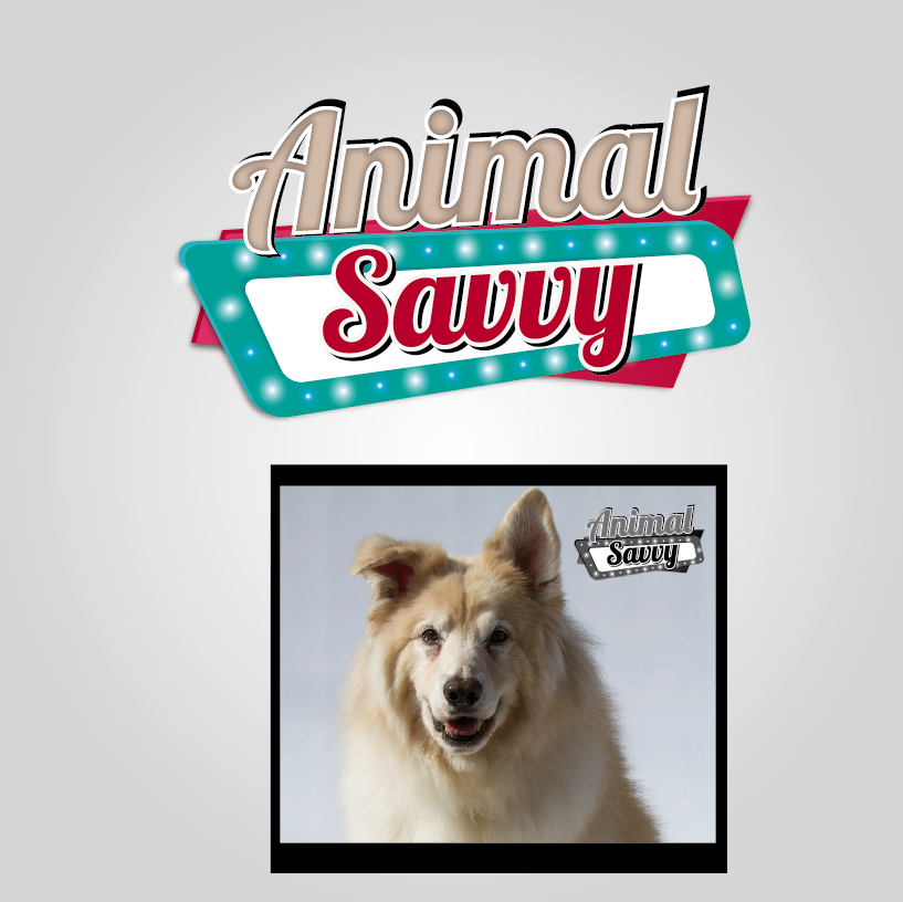 Diseño de Logo por wow factory para Animal Savvy | Diseño #9679184