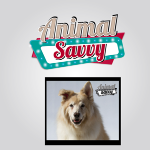 Logo Design by wow factory for Animal Savvy | Design: #9679184