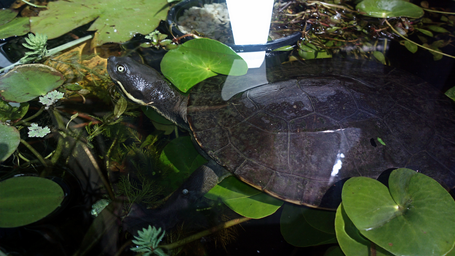 Photography by Dorothydix for DesignCrowd (Community Contests) | Design #9838726