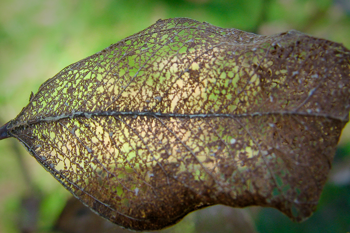 Photographie par Swish1940 pour DesignCrowd (Community Contests) | Design #9939746