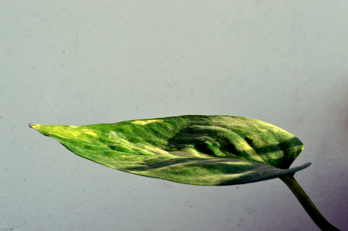 Photography by Saumin Bhavsar for DesignCrowd (Community Contests) | Design #9909934