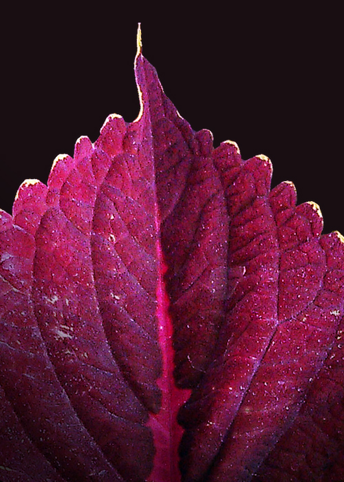 Photography by Nihal Patel for DesignCrowd (Community Contests) | Design #9900198