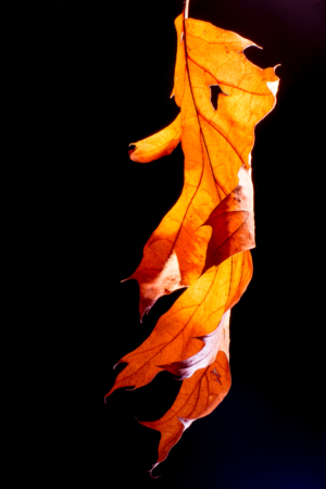 Photography by zberanek