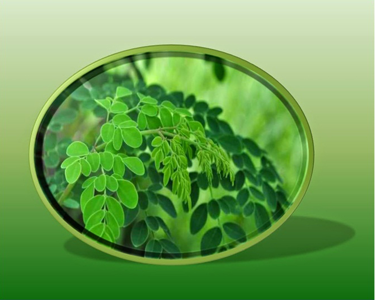 Diseño de PowerPoint por f9design12 para este proyecto | Diseño #10101118