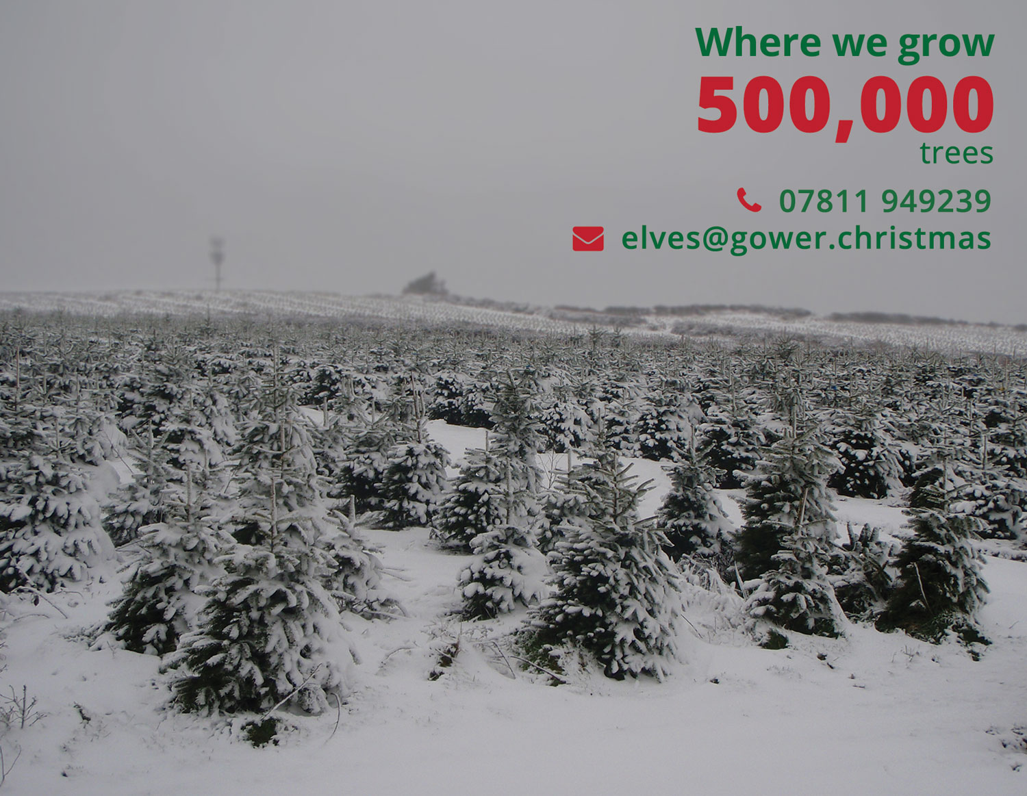 Design de Carte Postale par Hulk smith pour gower fresh christmas trees | Design #10121492