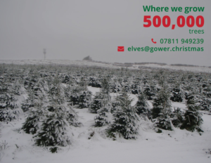 Diseño de Postal por Hulk smith para gower fresh christmas trees | Diseño: #10121492