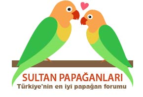 Logo Design by Oyunsuren Oyuna