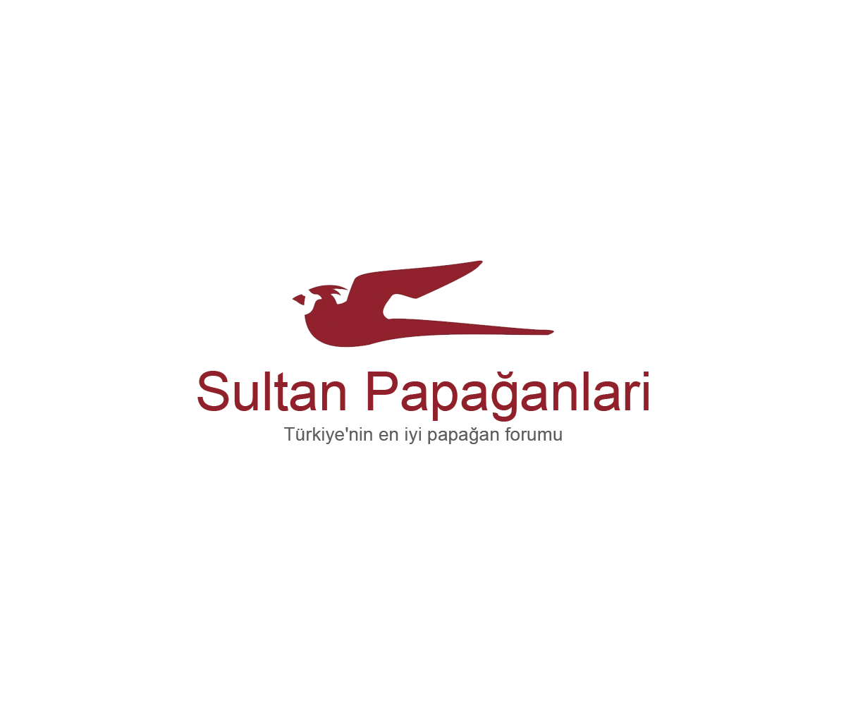 Design de Logo par Navneet Singh pour ce projet | Design #10262801
