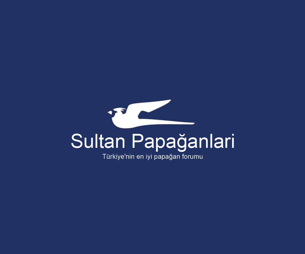 Logo Design by Navneet Singh for this project | Design #10263009