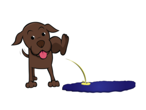 Rug Wash Guru adding new graphic to already existing logo | Advertisement Design by Cody Rostron