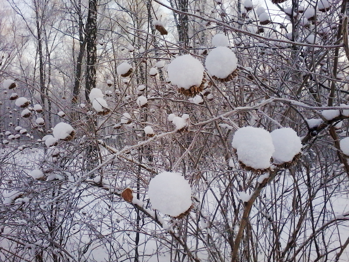 Photography by nail5657 for DesignCrowd (Community Contests) | Design #10346559