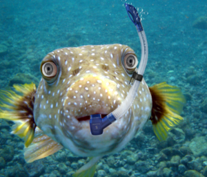 Photoshop Design by colonca16