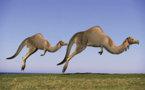 Create extreme wildlife that might be found in the Australian outback | Photoshop Design by senja