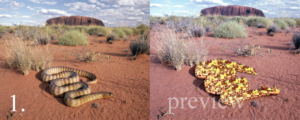 Photoshop Design Contest Submission #10404360