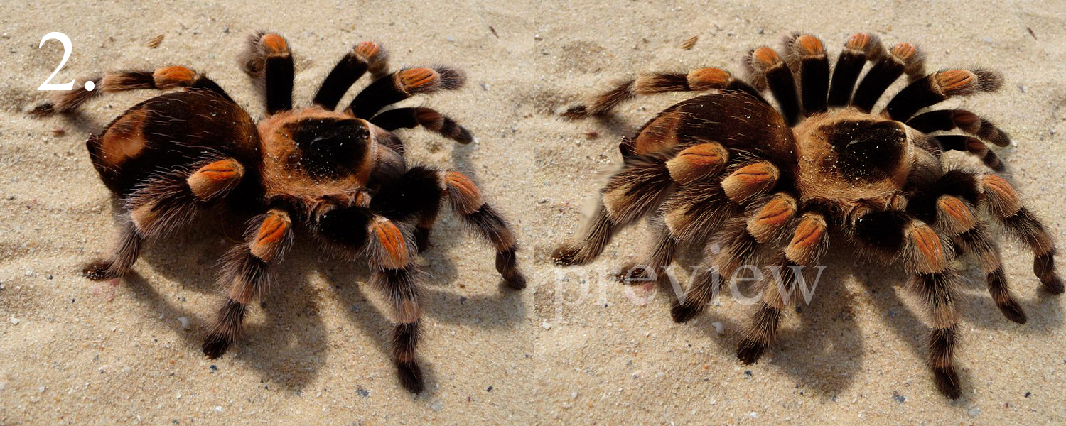 Photoshop Design by SamyPhotoshop for DesignCrowd LLC | Design #10404410