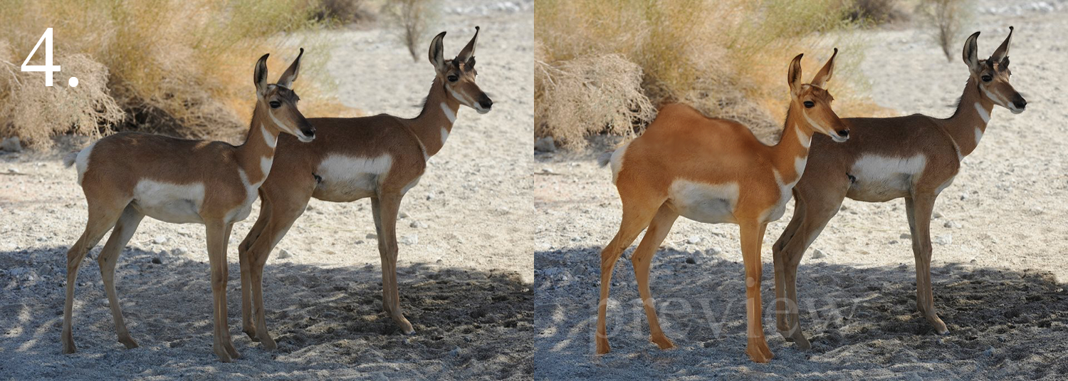 Design Photoshop par SamyPhotoshop pour DesignCrowd LLC | Design #10404551