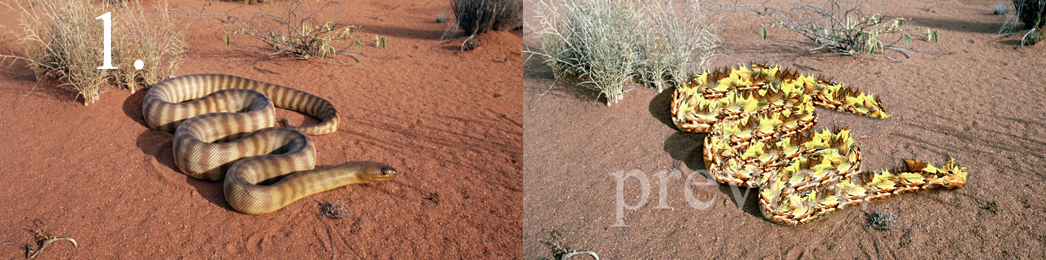 Design Photoshop par SamyPhotoshop pour DesignCrowd LLC | Design #10404578