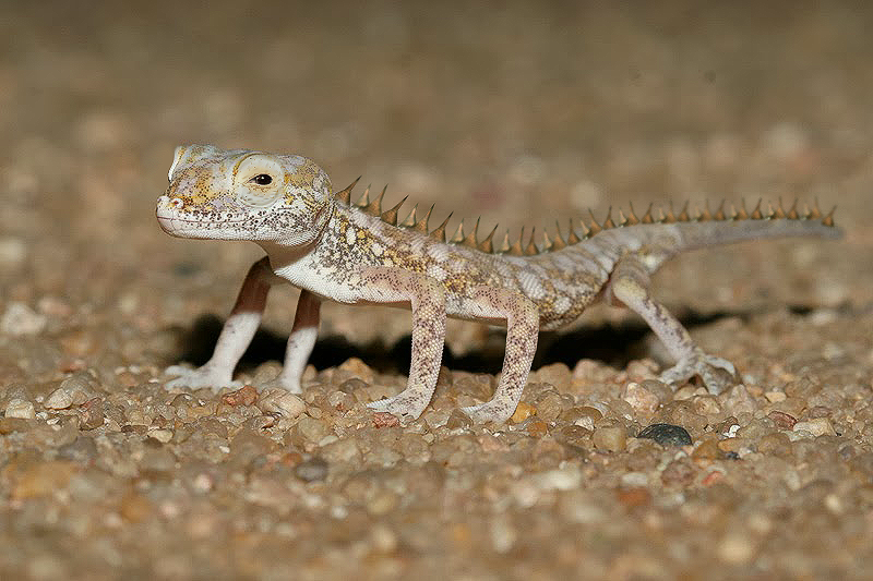 Photoshop Design by SamyPhotoshop for DesignCrowd LLC | Design #10415781