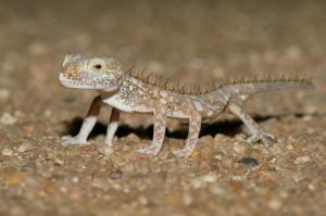 Photoshop Design by SamyPhotoshop for DesignCrowd LLC | Design: #10415781