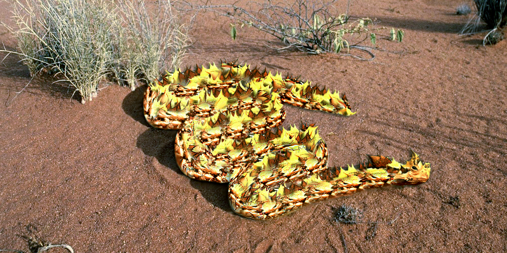 Photoshop Design by SamyPhotoshop for DesignCrowd LLC | Design #10415834