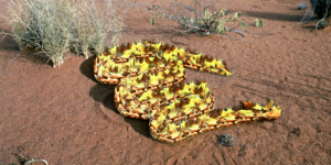 Photoshop Design by SamyPhotoshop for DesignCrowd LLC | Design: #10415834