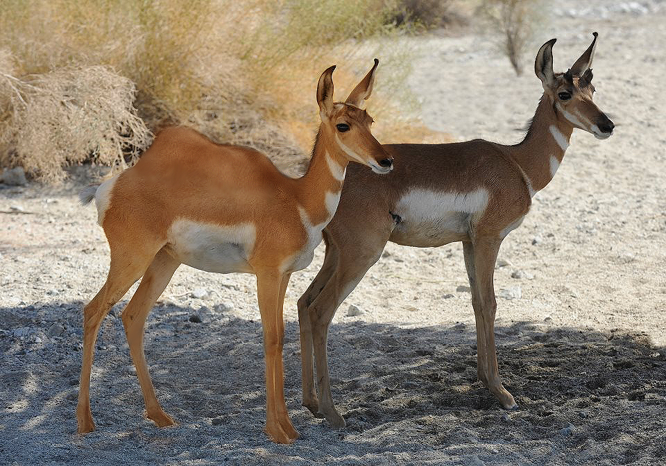 Photoshop Design by SamyPhotoshop for DesignCrowd LLC | Design #10415835