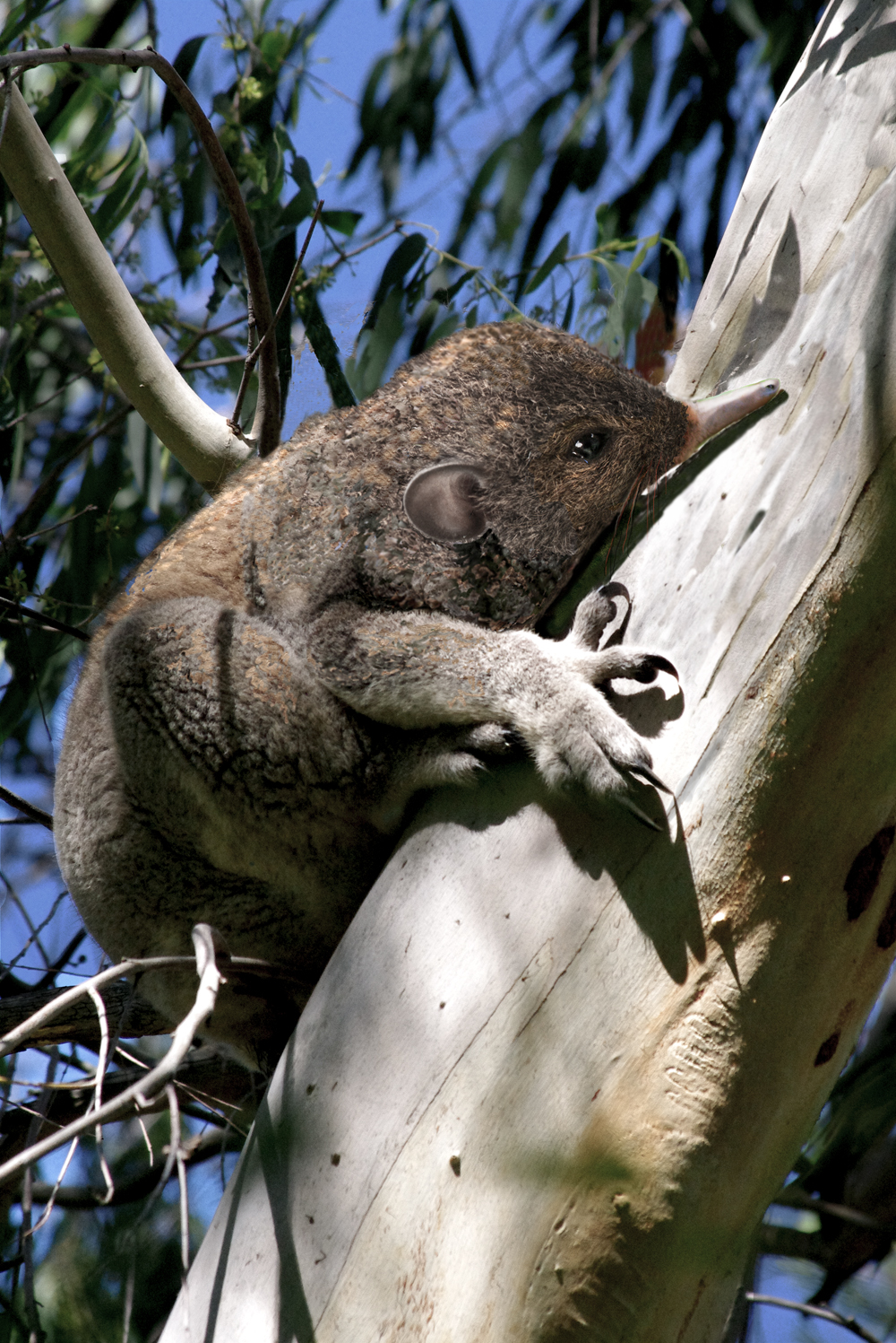 Photoshop Design by christine09 for DesignCrowd LLC | Design #10390173