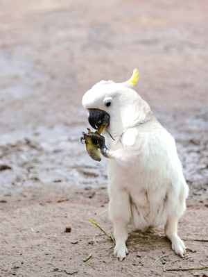 Photoshop Design by A Adcock for DesignCrowd LLC | Design: #10430625