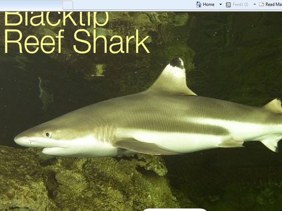 Web-Design von PK Design für dieses Projekt | Design #476757