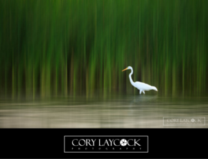 Logo Design by paoleta_y for this project | Design: #10460155