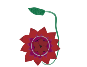 Illustration Design by KaishaG