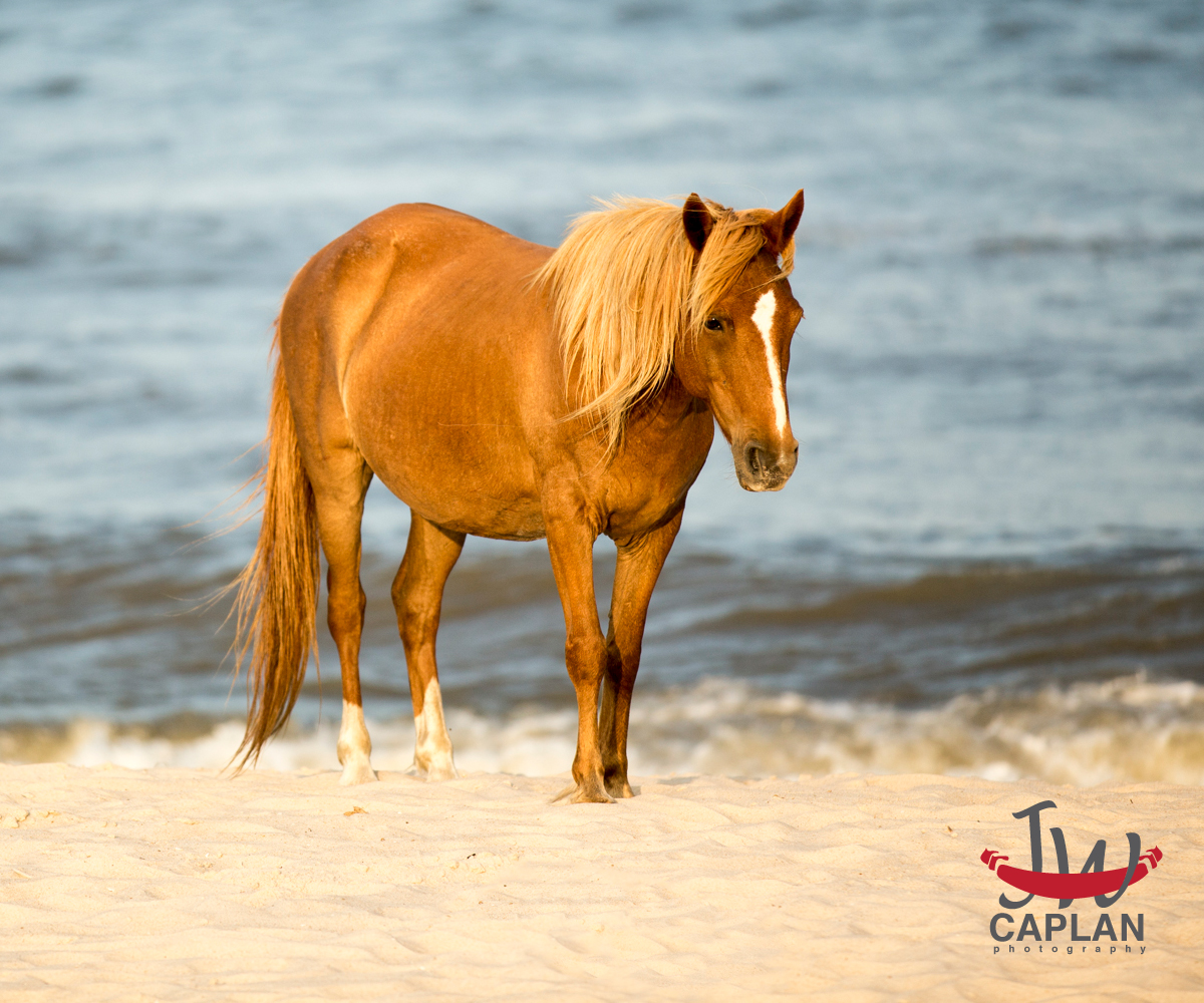 Logo Design by Can Do Design for JW Caplan Photography | Design #2230029