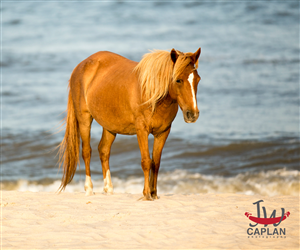 Logo Design by Can Do Design for JW Caplan Photography | Design: #2230029