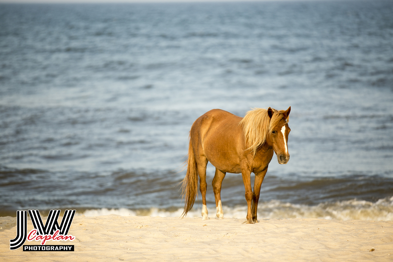 Logo Design by Blanquita for JW Caplan Photography | Design #2286985