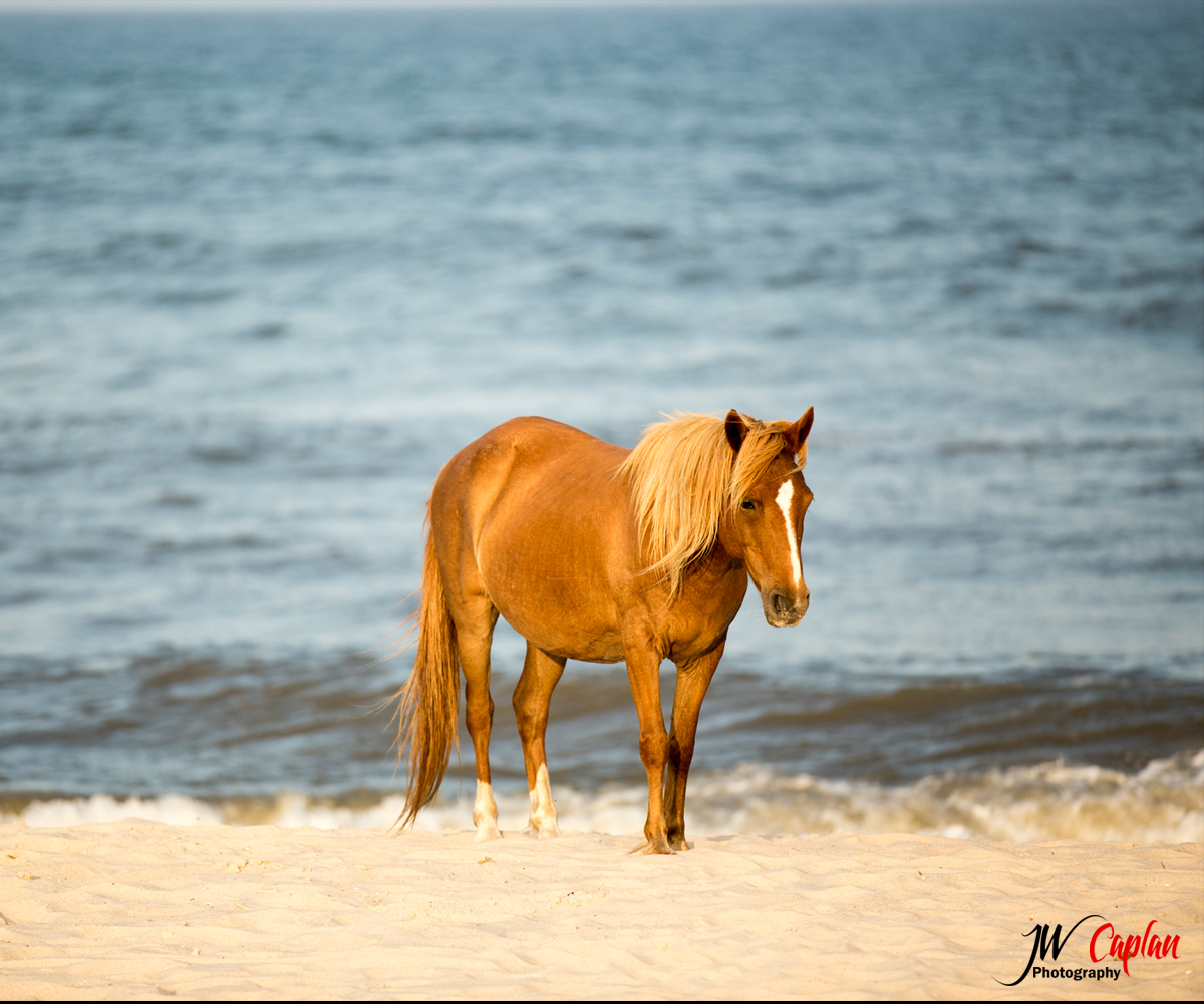 Logo-Design von  Next Design für JW Caplan Photography | Design #2428372