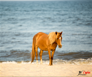 Logo-Design von  Next Design für JW Caplan Photography | Design: #2428372