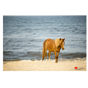 Logo Design by sugan for JW Caplan Photography | Design: #2284634