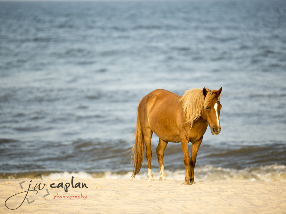 Logo Design by whitepaper for JW Caplan Photography | Design #2255232