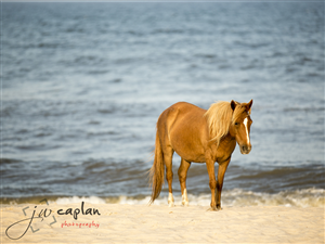 Logo Design by whitepaper for JW Caplan Photography | Design: #2255232