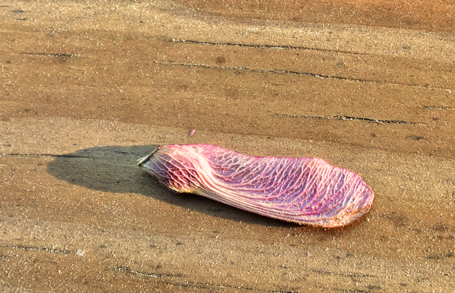 Photography by Ataxia for DesignCrowd (Community Contests) | Design #10667172