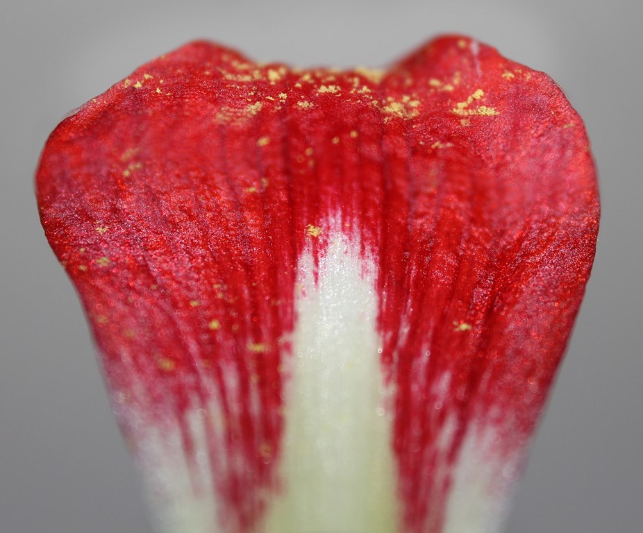 Fotografía por ecc70 para DesignCrowd (Community Contests) | Diseño #10649736