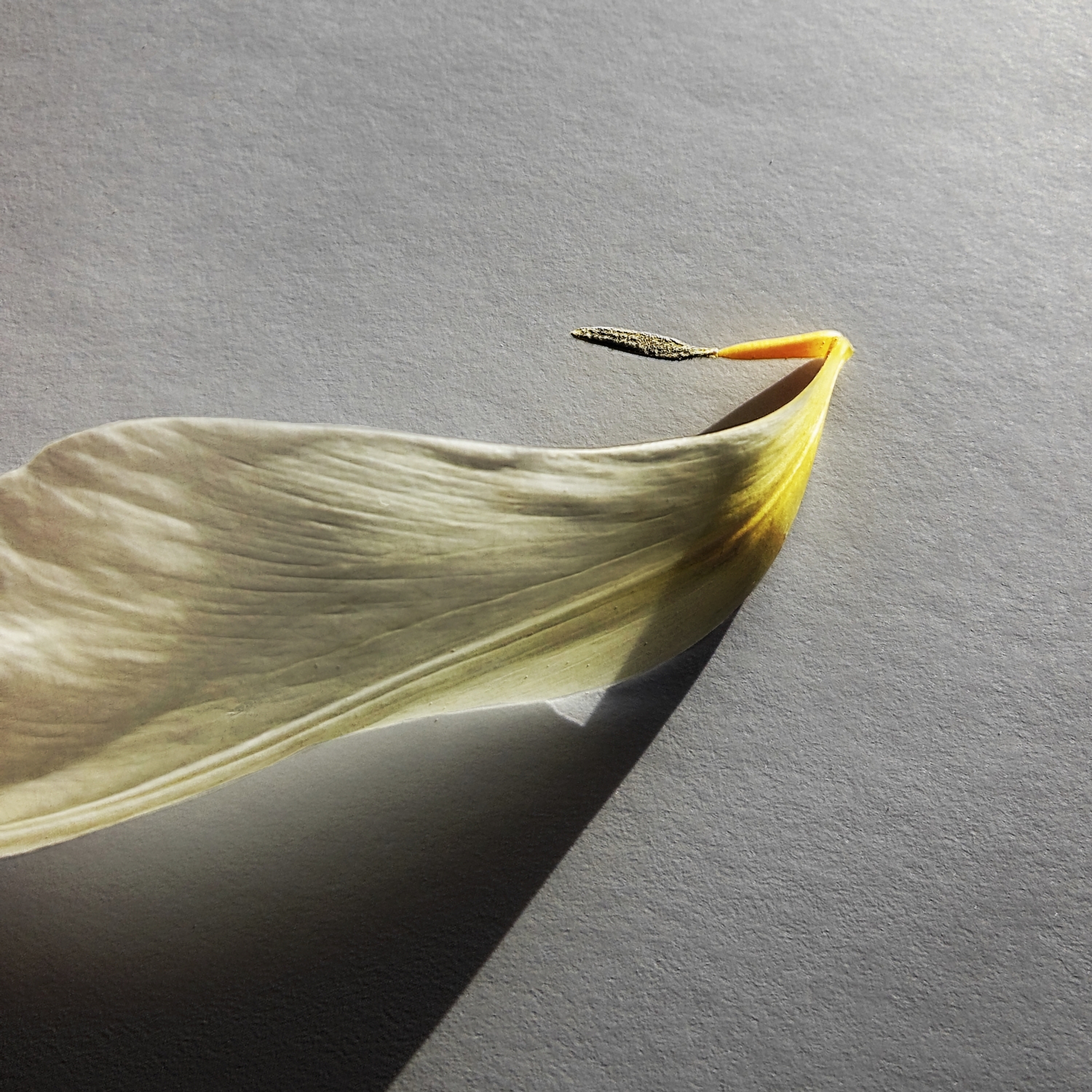 Photography by aztrobot for DesignCrowd (Community Contests) | Design #10660981