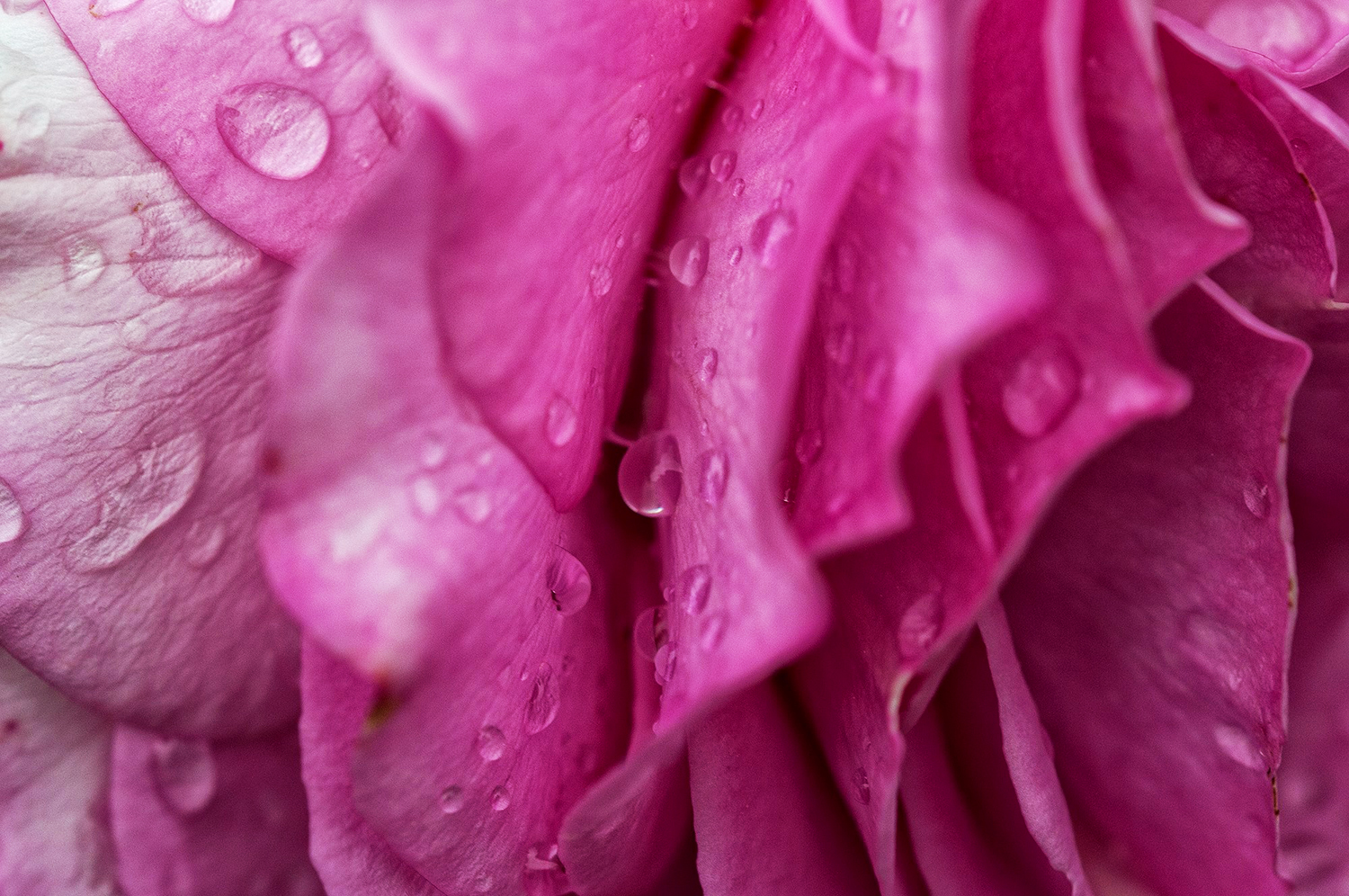 Photography by Neohiro for DesignCrowd (Community Contests) | Design #10620224