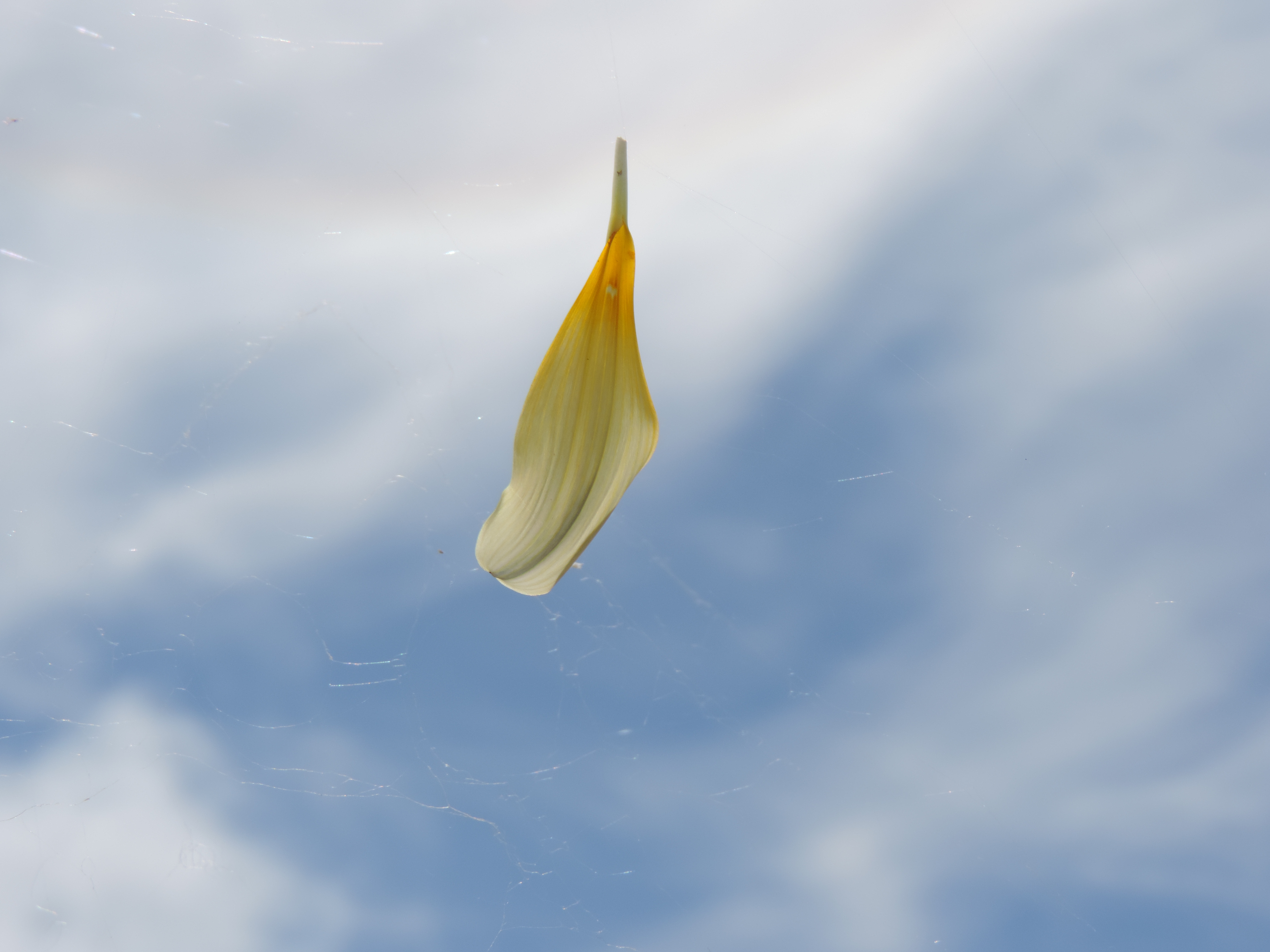 Fotografía por Mapia para DesignCrowd (Community Contests) | Diseño #10688945