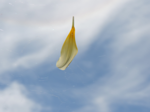 Photography by Mapia