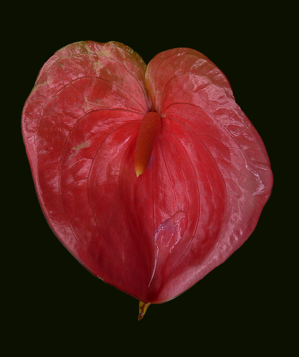 Fotografie von Orchardstudio für DesignCrowd (Community Contests) | Design #10667334