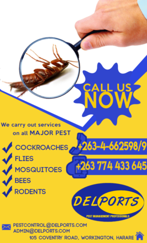Flyer Design by Jason Junio