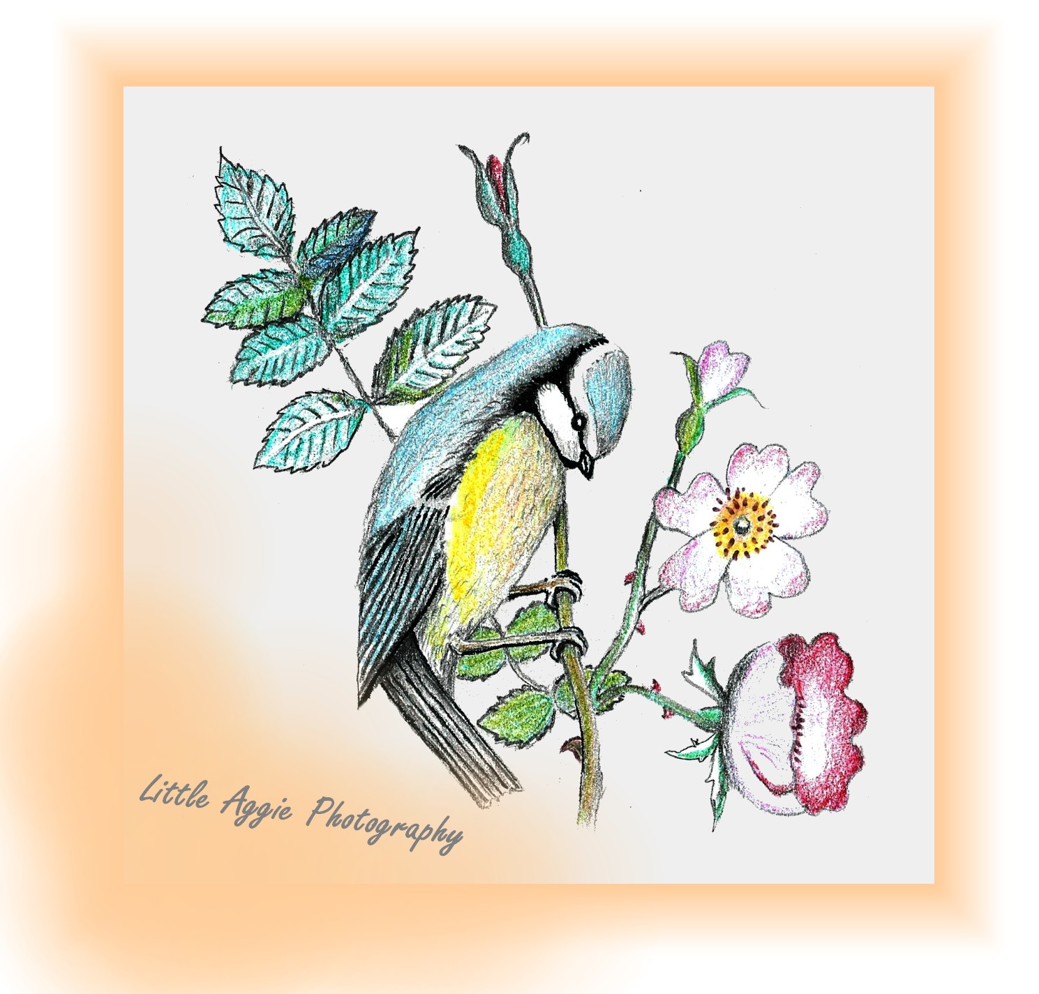 Diseño de Logo por designerone para LittleAggie Photography | Diseño #10833503