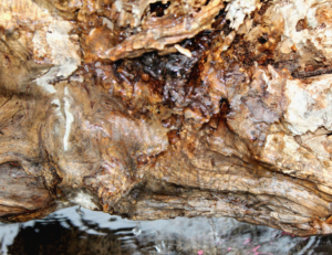 Photography by GenaAllen