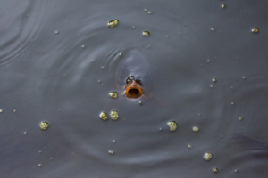 Photography by Arieli Elcharar